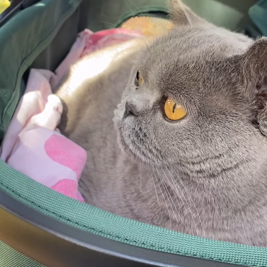 Gato no carrinho Jogger